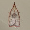 Depressarid Moth