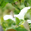 Long-tailed Blue Butterfly