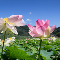 Fioriture di Luglio di 