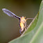 Derbid Planthopper