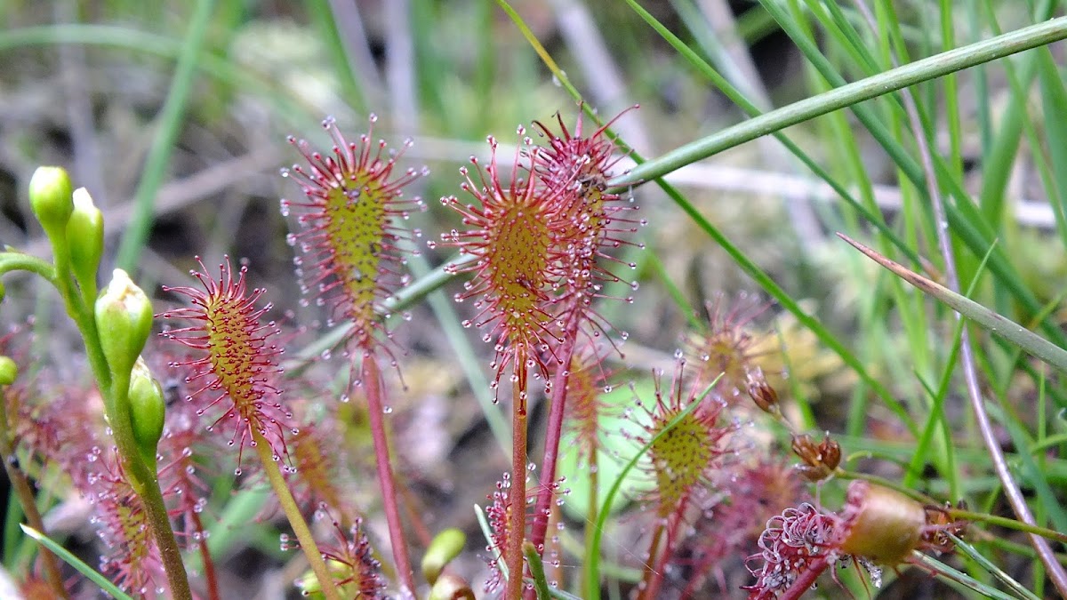 Spatulate leaved sundew