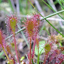 Spatulate leaved sundew