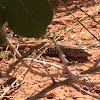 Western Whiptail