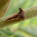 Two-horned Tree Hopper