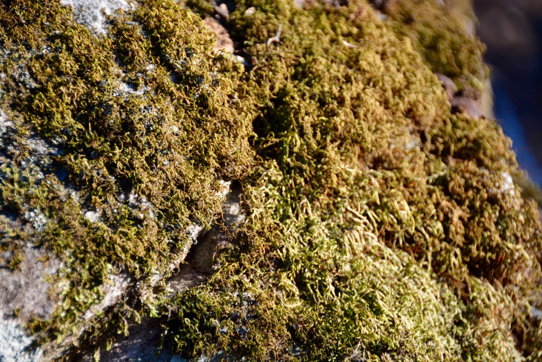 Moss