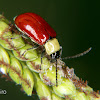 Flea beetle