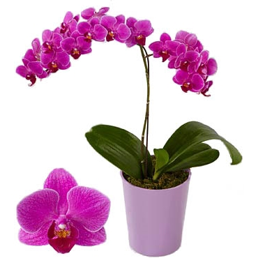 Purple orchid - The orchid is the most elegant flower and purple is the color of the style