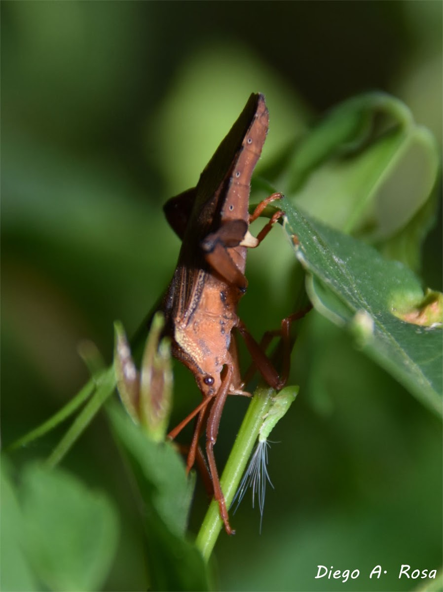 Melucha phyllocnemis