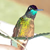 Magnificent Hummingbird