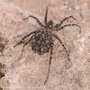 Huntsman Spider