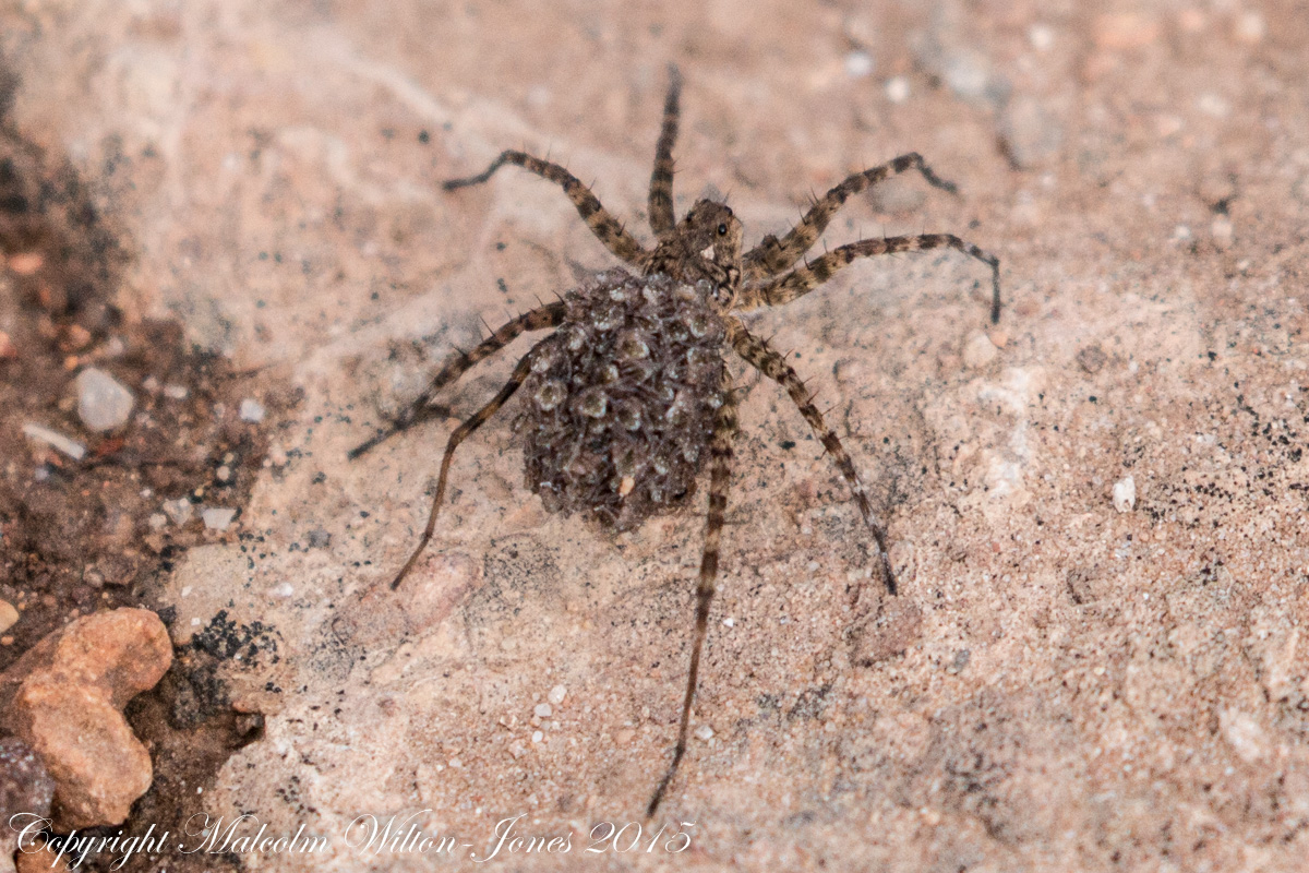 Huntsman Spider