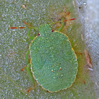 Green Shield Bug