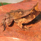 Horned toad