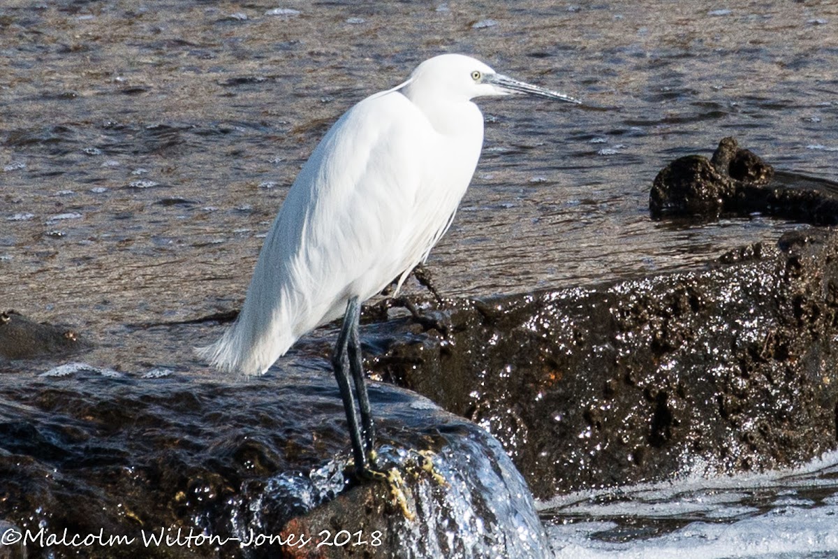 Little Egret