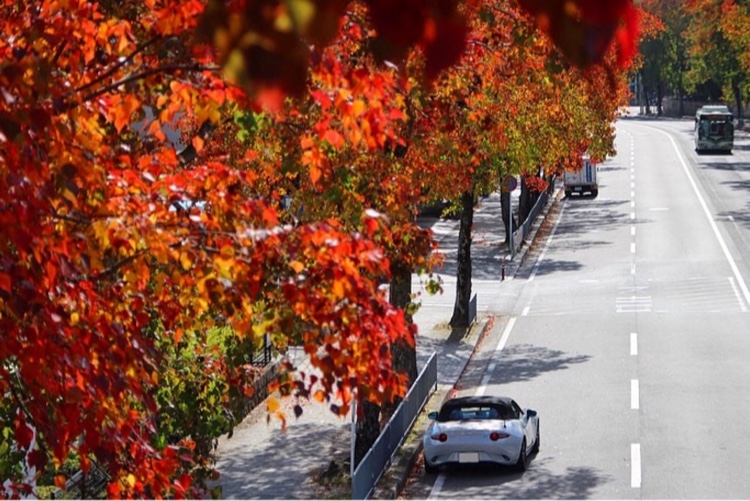 ロードスターの街路樹・紅葉に関するカスタム事例の投稿画像1枚目