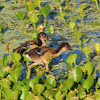 Purple Gallinule chicks