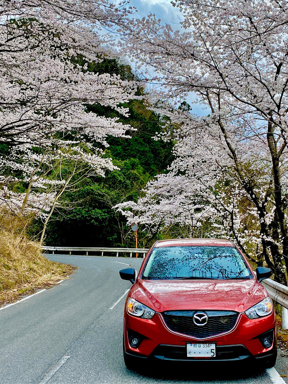 CX-5の桜と愛車・ドライブに関するカスタム事例の投稿画像1枚目