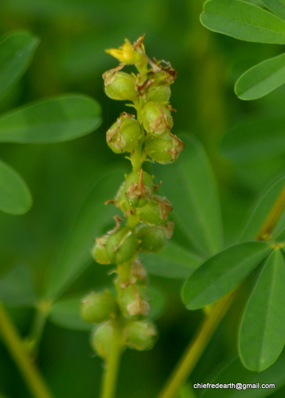 Trefoil Rattlepod