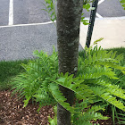 Honey Locust