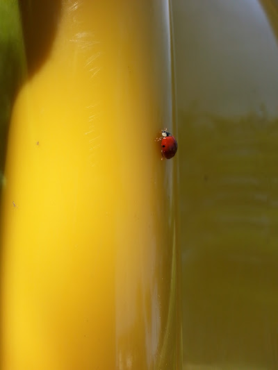 coccinella di _sara_1983