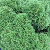 emerald green arborvitae