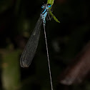 Interrupted Threadtail