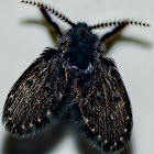 Drain Fly / Mosca-do-Banheiro