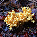 Coral Mushroom