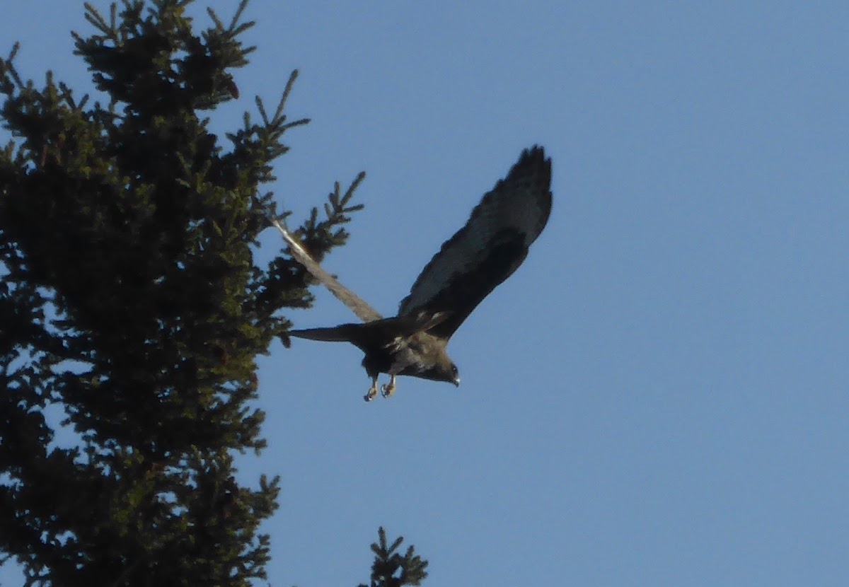 Harlan's Red-tailed Hawk