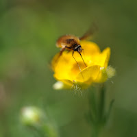 L’Ape che corteggiò il fiore di 