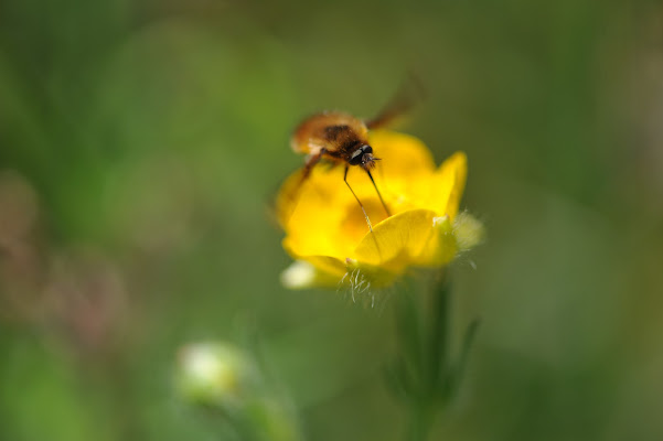 L’Ape che corteggiò il fiore di tinosauro