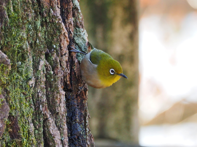ヴィッツのヴィッツRS・NCP131・野鳥tune🐦️・不完全燃焼・NDロードスターに関するカスタム事例の投稿画像8枚目