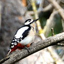 Great Spotted Woodpecker; Pico Picapinos