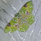 Oriental Orange Banded Green Geometer Moth