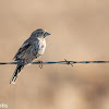 Lark Bunting