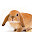 Cute Bunny Wallpaper for New Tab