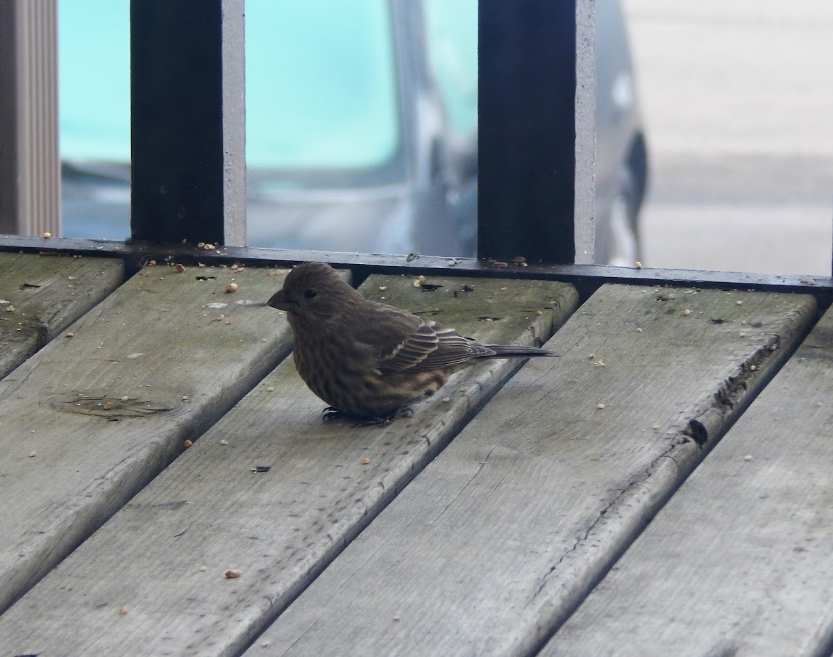 House Finch