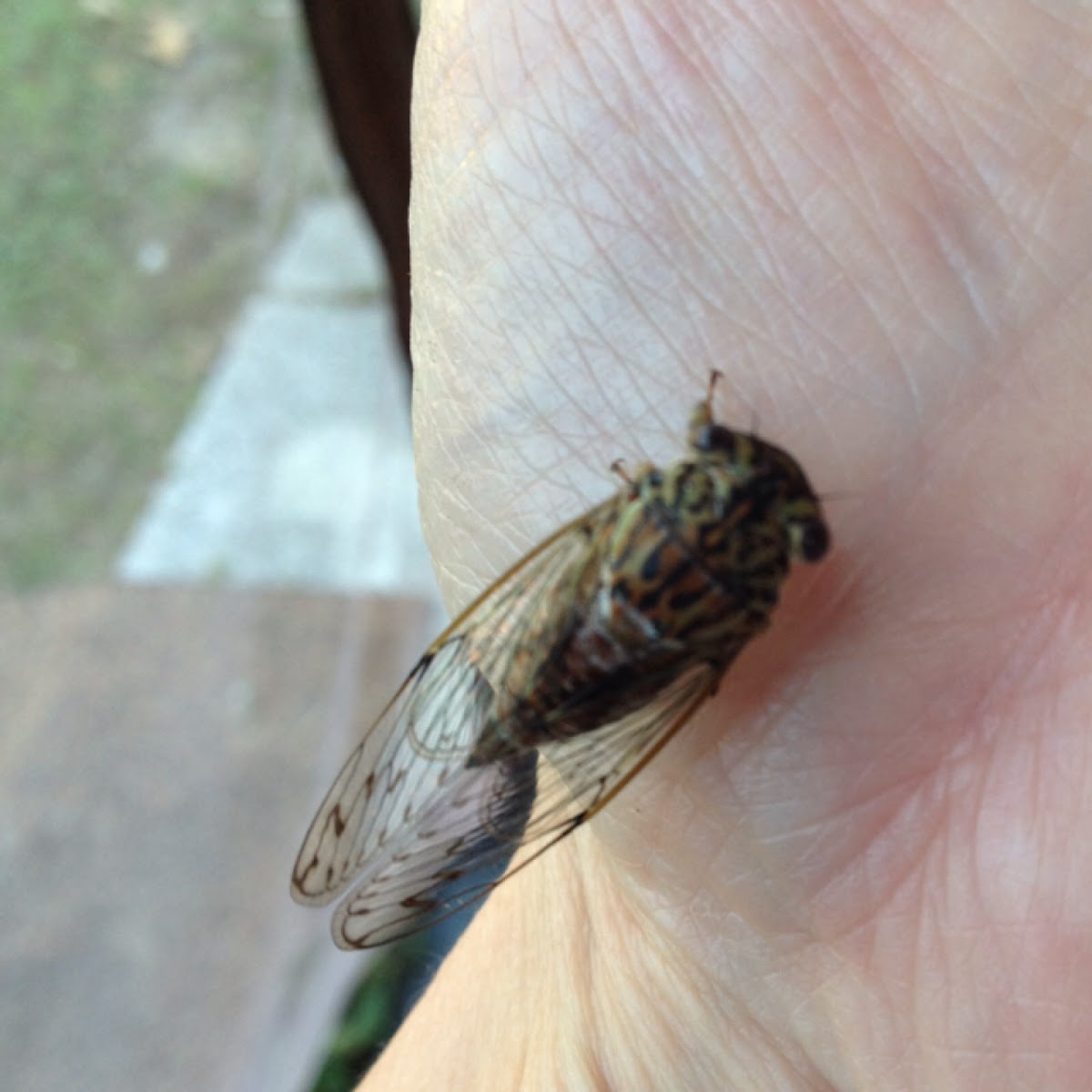 Hieroglyphic Cicada