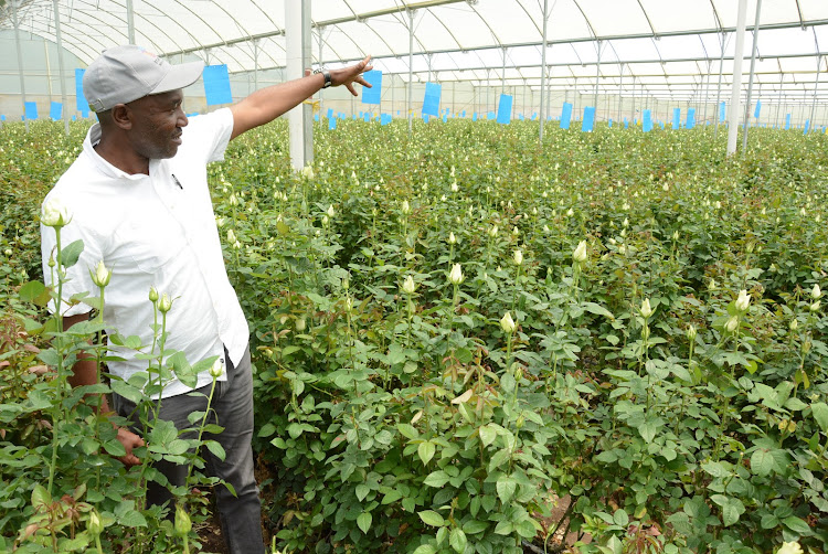 The General Manager Flower Business Park (FBP) in Naivasha James Waweru in Panda flower farm which employs over 1,000 workers.