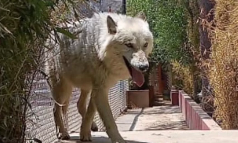 A coyote was among the animals seized at the property