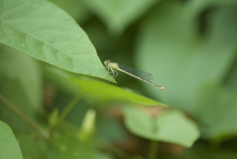 greenfligh di FrancescoLeoni