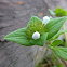 Toothed Buttonweed, Pacific False Buttonweed