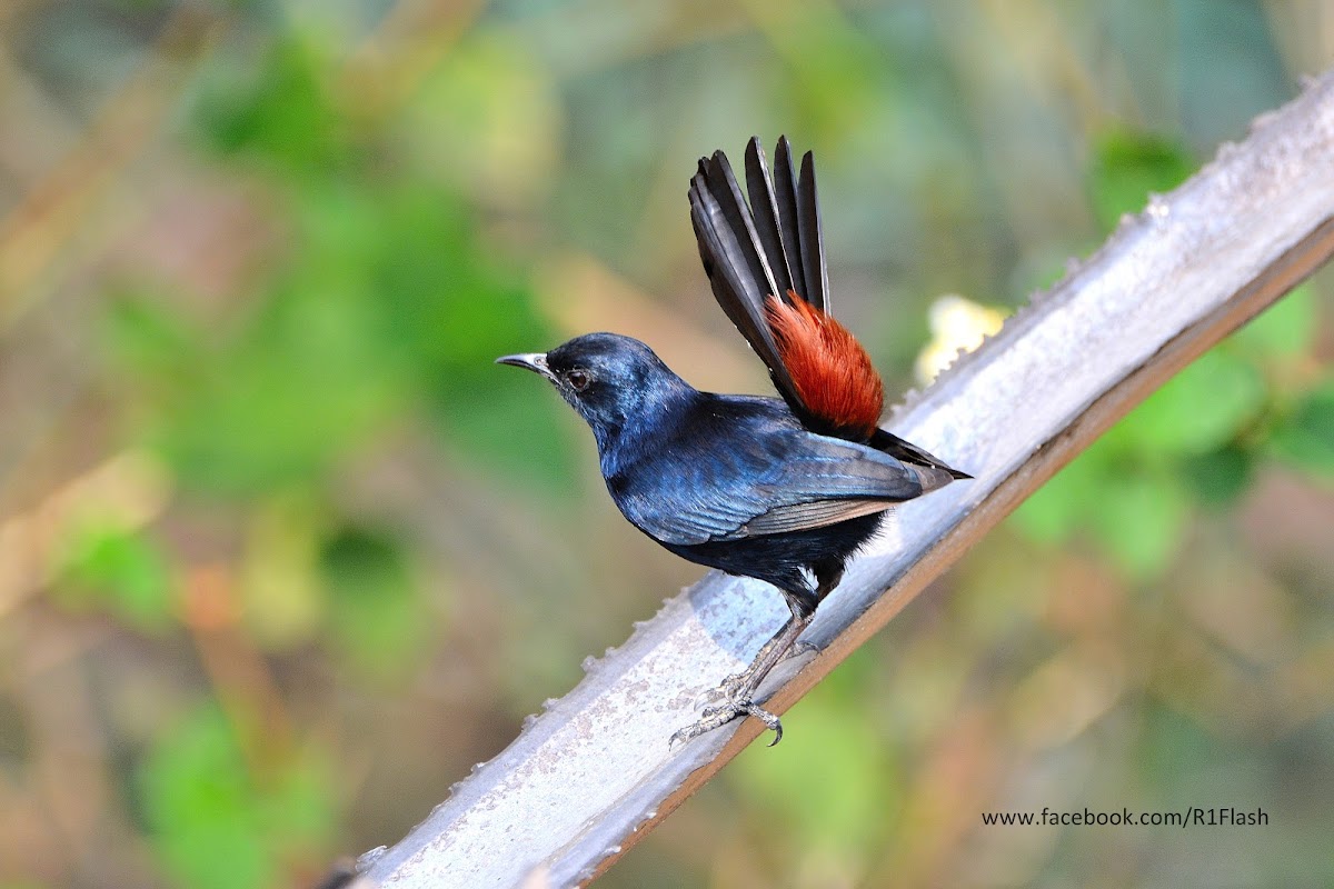 Indian robin - male