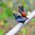 Indian robin - male