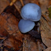 Lilac Bonnet