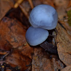 Lilac Bonnet