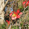 Flowering Quince