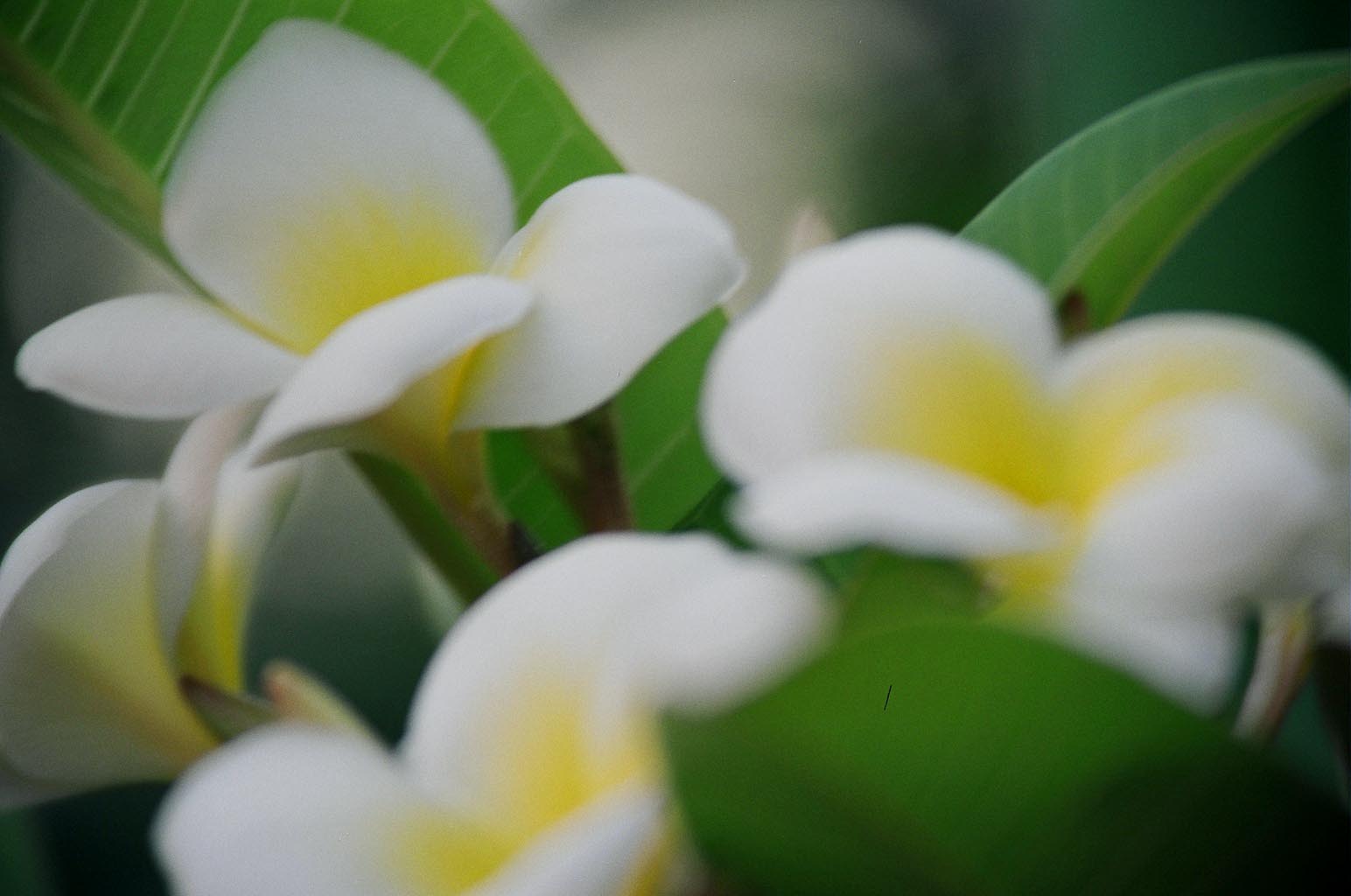 pomelia di FcFPhotos