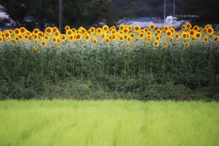 の投稿画像2枚目