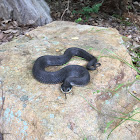 Eastern Hognose